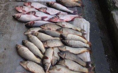 توقیف بیش از 700 کیلوگرم ماهی قزل آلای مبتلا به بیماری عفونی در لنده