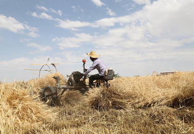 پاداش دولت به گندمکاران کردستانی