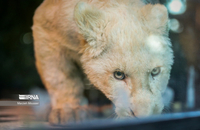 شیرهای سفید (3)