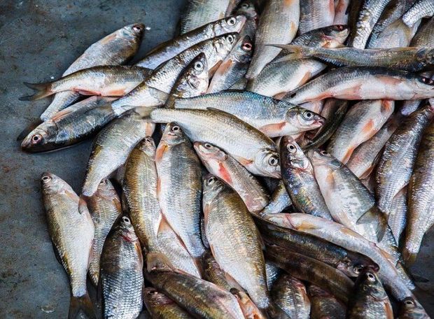 بیش از ۳۰۰ تن گوشت ماهی در دامغان تولید شد