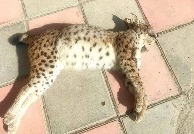 یک سیاه‌گوش در خطر انقراض قربانی تصادف جاده‌ای در سنندج + عکس