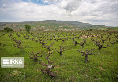 مشاهده بیماری سفیدک انگور در برخی تاکستان‌های خراسان شمالی