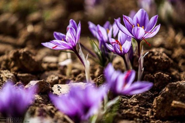 الگوی کشت در ۹ دشت استان سمنان دنبال می‌شود