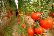 افزایش ۴۶ درصدی صادرات محصولات کشاورزی آذربایجان‌شرقی