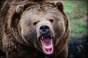 خرس پیرمرد لنده ای را زخمی کرد