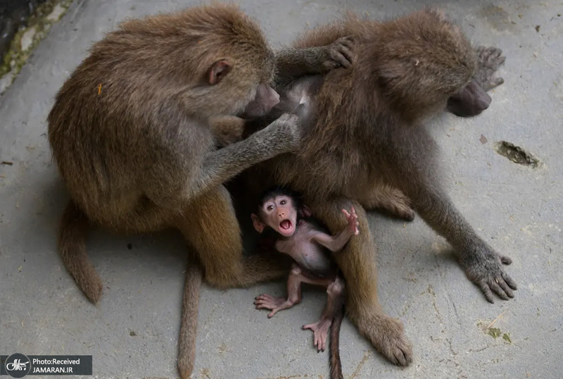 منتخب تصاویر امروز جهان - 2 خرداد 1401