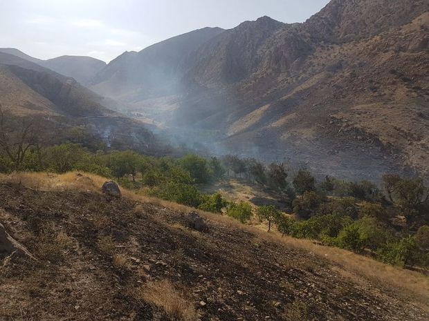 6 هکتار باغ در روستای پلنگ آباد ساوه طعمه حریق شد