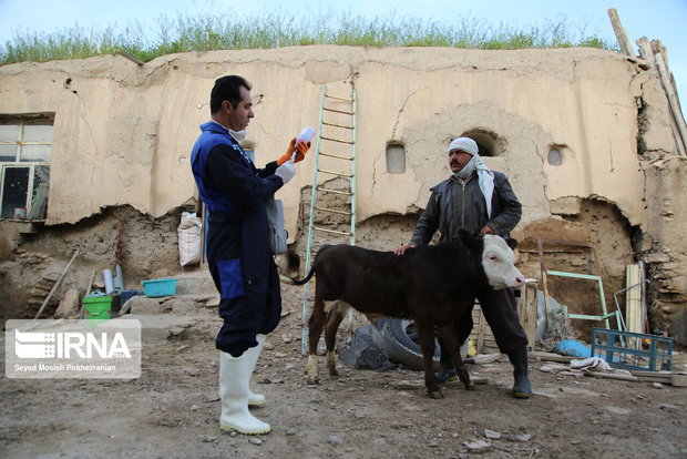 واکسیناسیون رایگان ۲۲۰ هزار راس دام در گنبدکاووس انجام شد