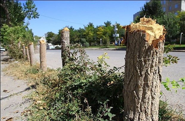 اعتراض شهروندان دوگنبدان به قطع درختان بلوار اصلی این شهر