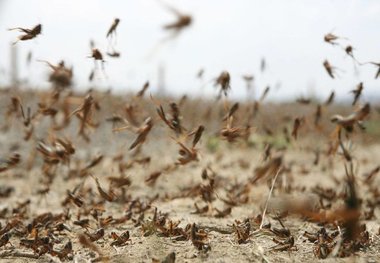 مبارزه شیمایی با آفات نداریم تعداد ملخ‌های مهاجم البرز تحت کنترل است