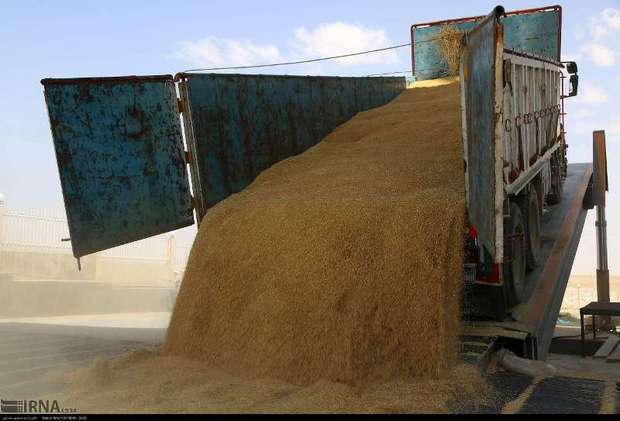 خرید گندم مازاد کشاورزان کردستان از مرز 900 هزار تن گذشت
