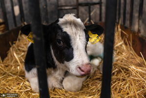 کارگران دامپروری؛ ستون‌های سلامت و آبادانی کشور