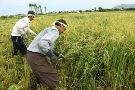آغاز برداشت برنج در مزارع آستارا