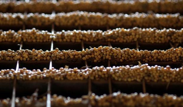 رشد خیره‌کننده صادرات دانه سویای آمریکا به ایران/ آیا دانه‌های سویای وارداتی از آمریکا سالم هستند؟