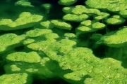 تولید ریزجلبک در حاشیه دریاچه ارومیه گسترش می‌یابد