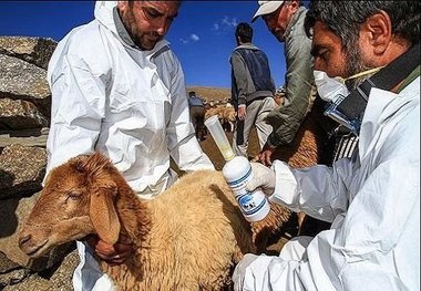 3.5 میلیون راس دام سبک در آذربایجان شرقی واکسینه می شود