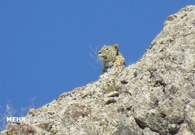 پلنگ مازندران در نزدیکی مناطق مسکونی