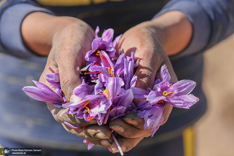 برداشت زعفران از مزارع استان چهارمحال و بختیاری