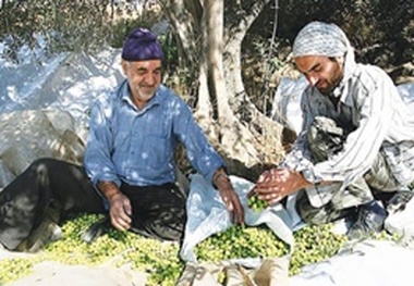 جای خالی زیتون در سفره‌ زنجانی‌ها