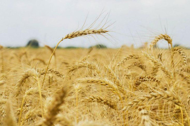 53 هزار تن گندم در استان مرکزی خریداری شد