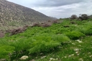 ورود به مناطق حفاظت شده تحت نظارت محیط زیست اصفهان ممنوع است