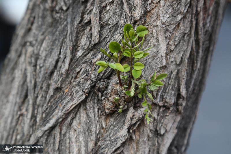 شکوفه های بهاری تهران