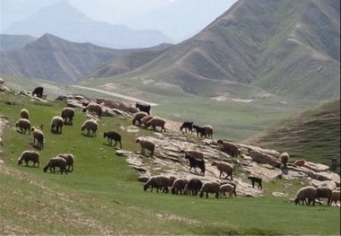 طرح مرتعداری در 450 هزار هکتاراز زمین های تهران اجرا می شود