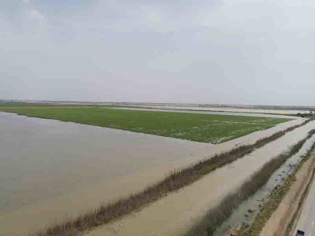 سیلاب به 30 هزار هکتار از مزارع نیشکر در خوزستان خسارت زد