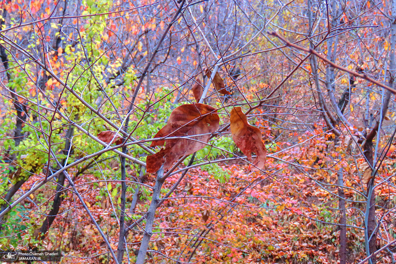 طبیعت زیبای پاییزی «کُند علیا»