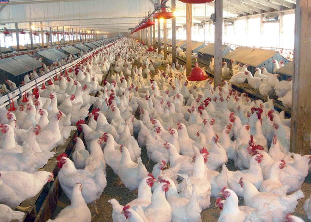 به مرغ‌‌ ها هورمون تزریق می‌ شود؟