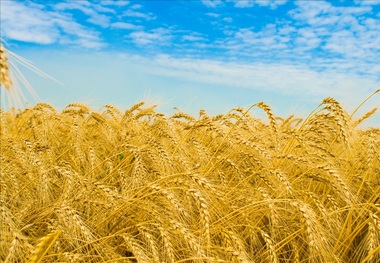 مسئول استانی: رغبت کشاورزان خراسان شمالی به بیمه کمتر است