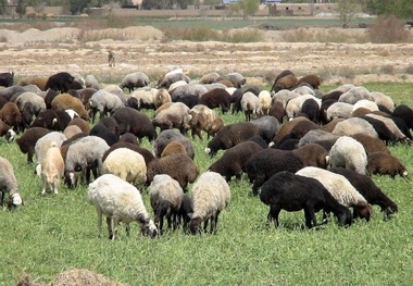 محل نگهداری دام باید در بندر عباس بروز رسانی شود