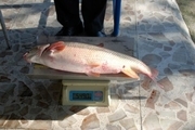 صید ماهی مولد کمیاب 6 کیلویی در تالاب انزلی
