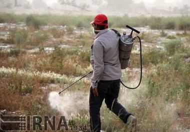 ۲۰ میلیارد ریال برای مبارزه با آفت ملخ در مراتع خراسان شمالی نیاز است