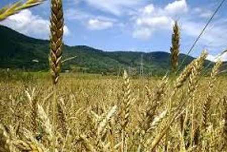 خطر شیوع بیماری های گندم در مزرعه های استان بوشهر