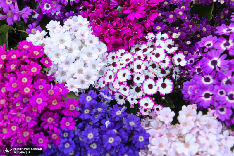 شکوفه های بهاری تهران