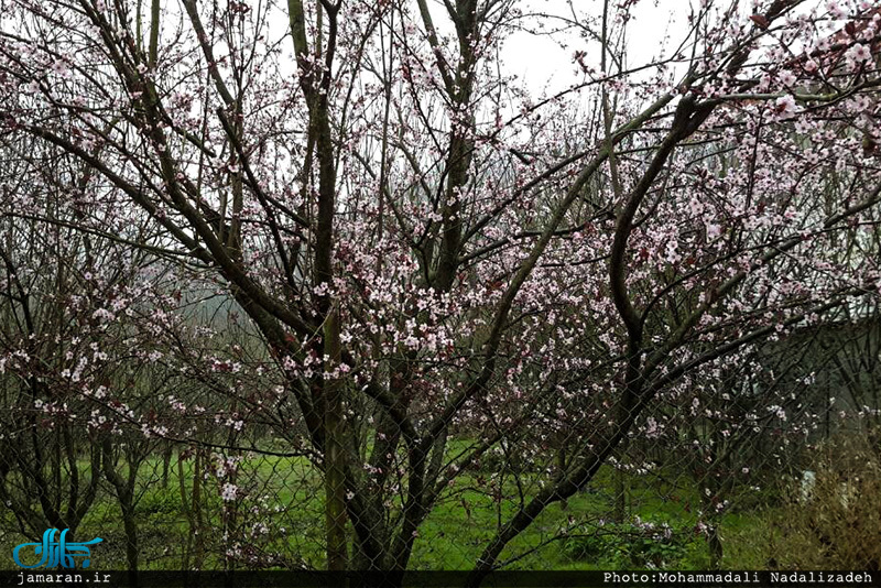 روستای امام زمین تنکابن 