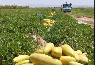 محصولات طالبی دشتستان به روسیه و آسیای میانه صادر می‌شود