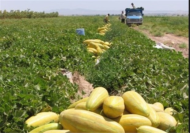 محصولات طالبی دشتستان به روسیه و آسیای میانه صادر می‌شود