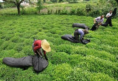 آغاز پرداخت وام صندوق حمایت ازتوسعه صنعت چای کشور به چایکاران املشی