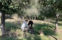 برداشت سیب در کشمیر هند (14)