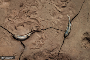 منتخب تصاویر امروز جهان- 11 مرداد 1400