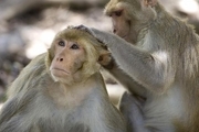 علائم ویروس آبله میمون چیست؟