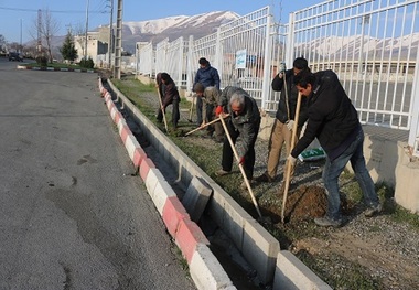 2200 اصله نهال در بلوارهای شهری سنندج غرس می شود