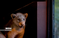 شیرهای سفید (8)