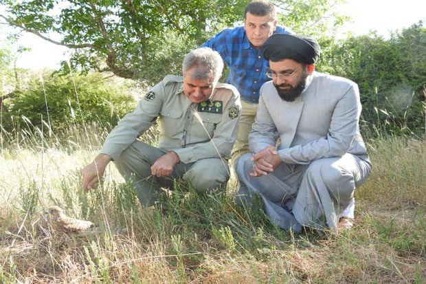 2 بهله پرنده شکاری در آبیک رهاسازی شد