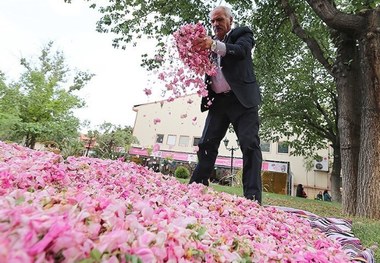 جشنواره گل محمدی در روستای منشاد مهریز برگزار شد