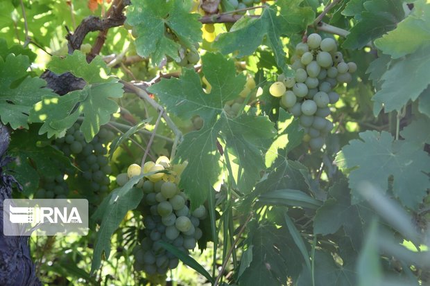 ایران ، نمایشگاهی از تنوع انگور است
