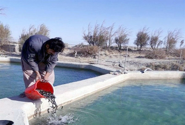 160هزار قطعه بچه ماهی سردآبی در سیستان و بلوچستان رهاسازی شد