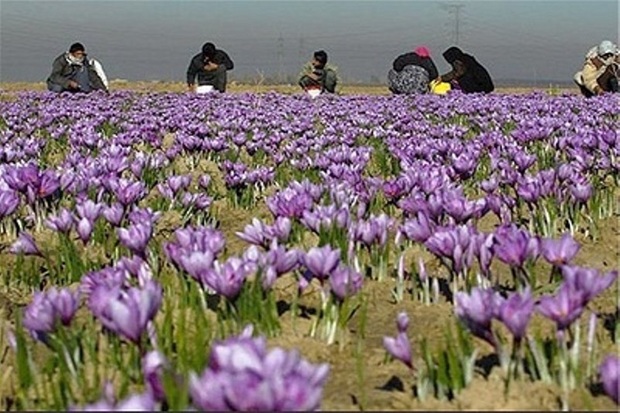 حرکت لاک پشتی  اصلاح  الگوی کشت در اردبیل